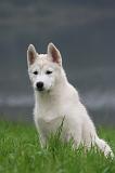 SIBERIAN HUSKY 1037